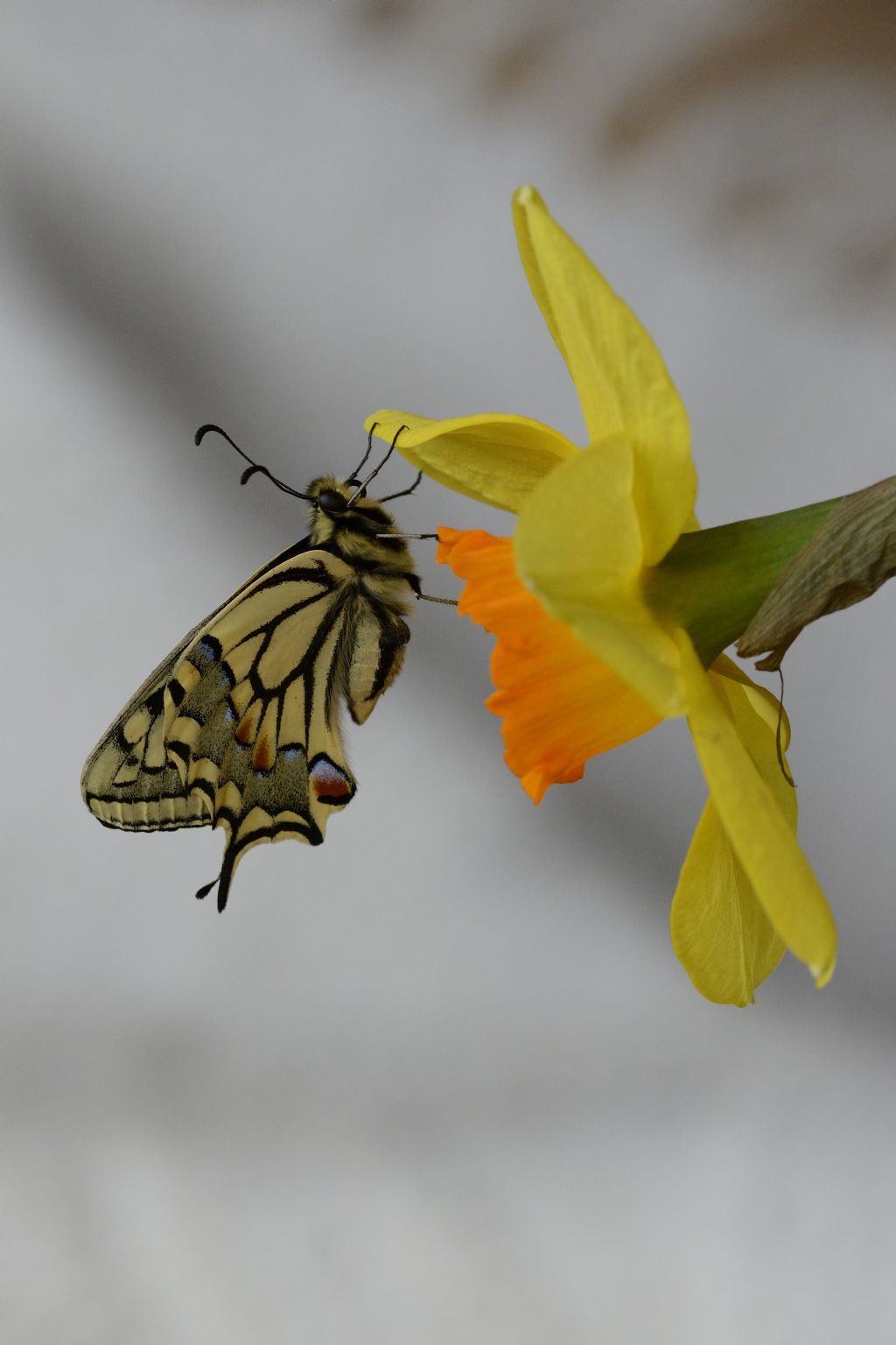 Macaone su narciso